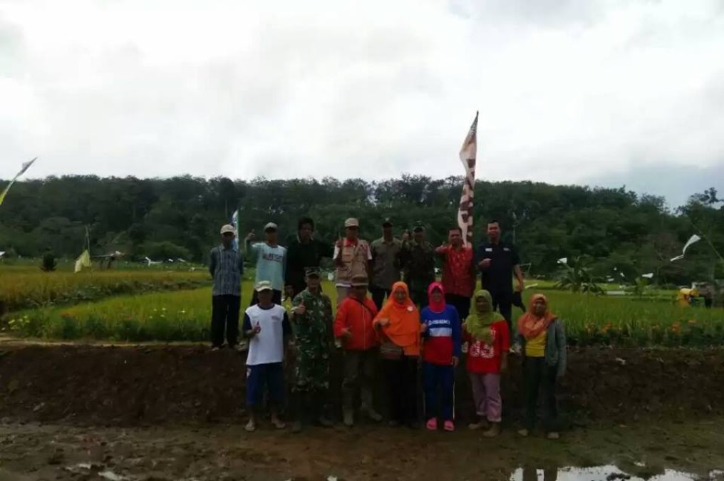 Kelompok Tani Cinta Makmur Sukses Panen Padi Bibit Sendiri ‎