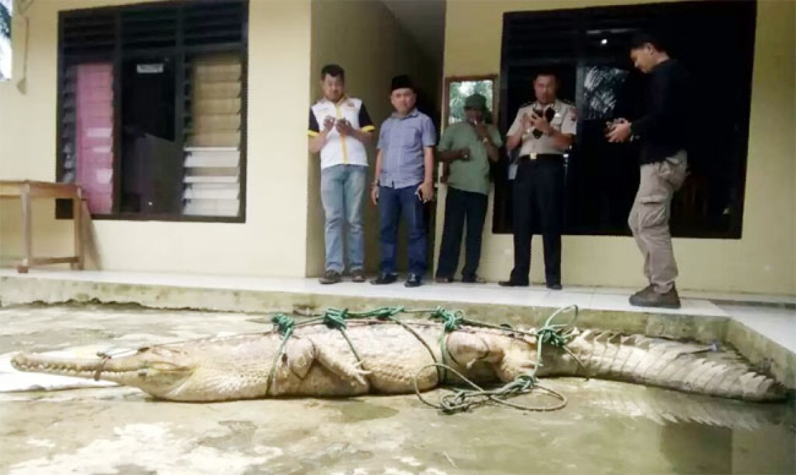 Warga Tangkap Buaya