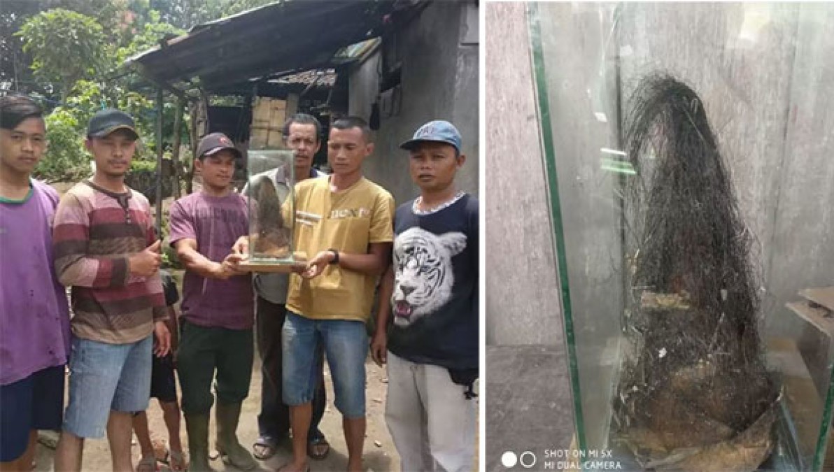Warga Dihebohkan Penemuan Rebung Berbulu Persis Rambut Petruk