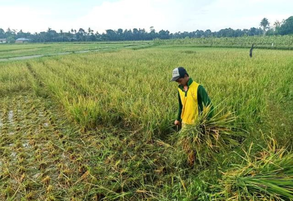 Hama Tikus Mengganas, Petani Terancam Gagal Panen