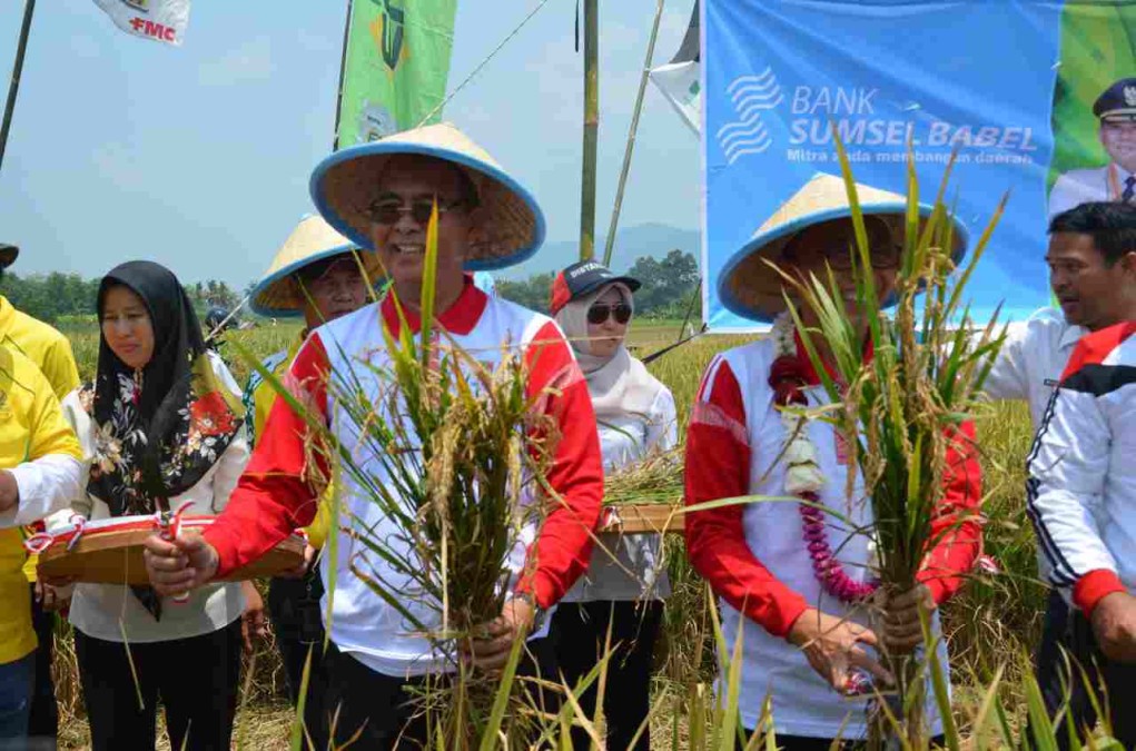 Surplus Beras di Musi Rawas Terus Meningkat