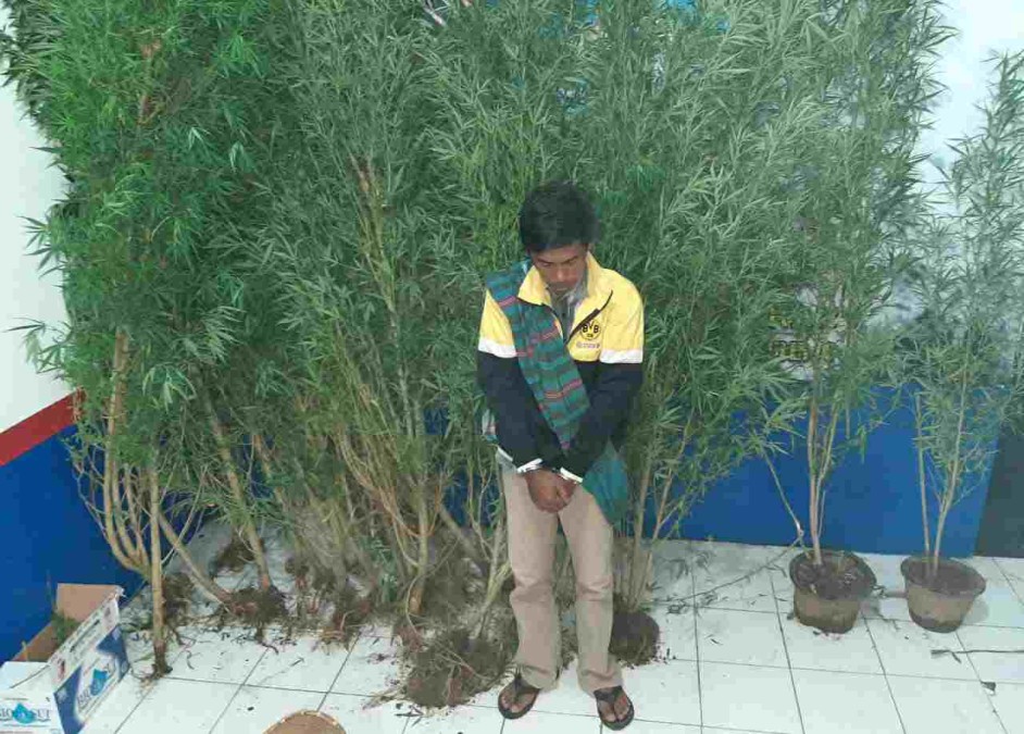 Polres Rejang Lebong Amankan 36 Pohon Ganja
