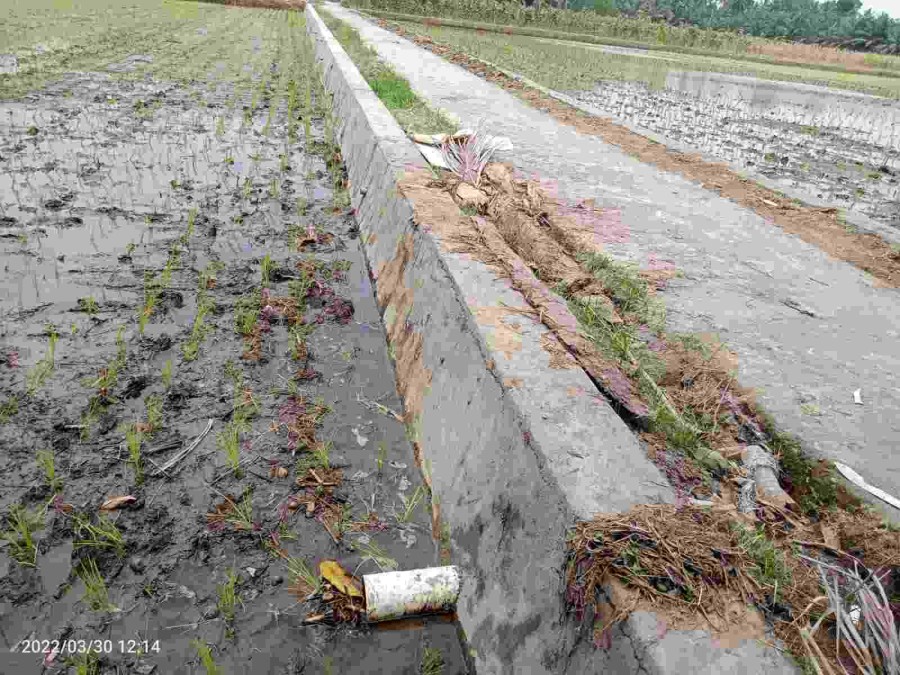 Tinggi Pembangunan Talud Desa Rejosari Diduga Bervariasi