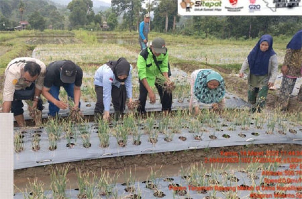 Petani Ucapkan Terimakasih Pada Dinas Pertanian Muratara